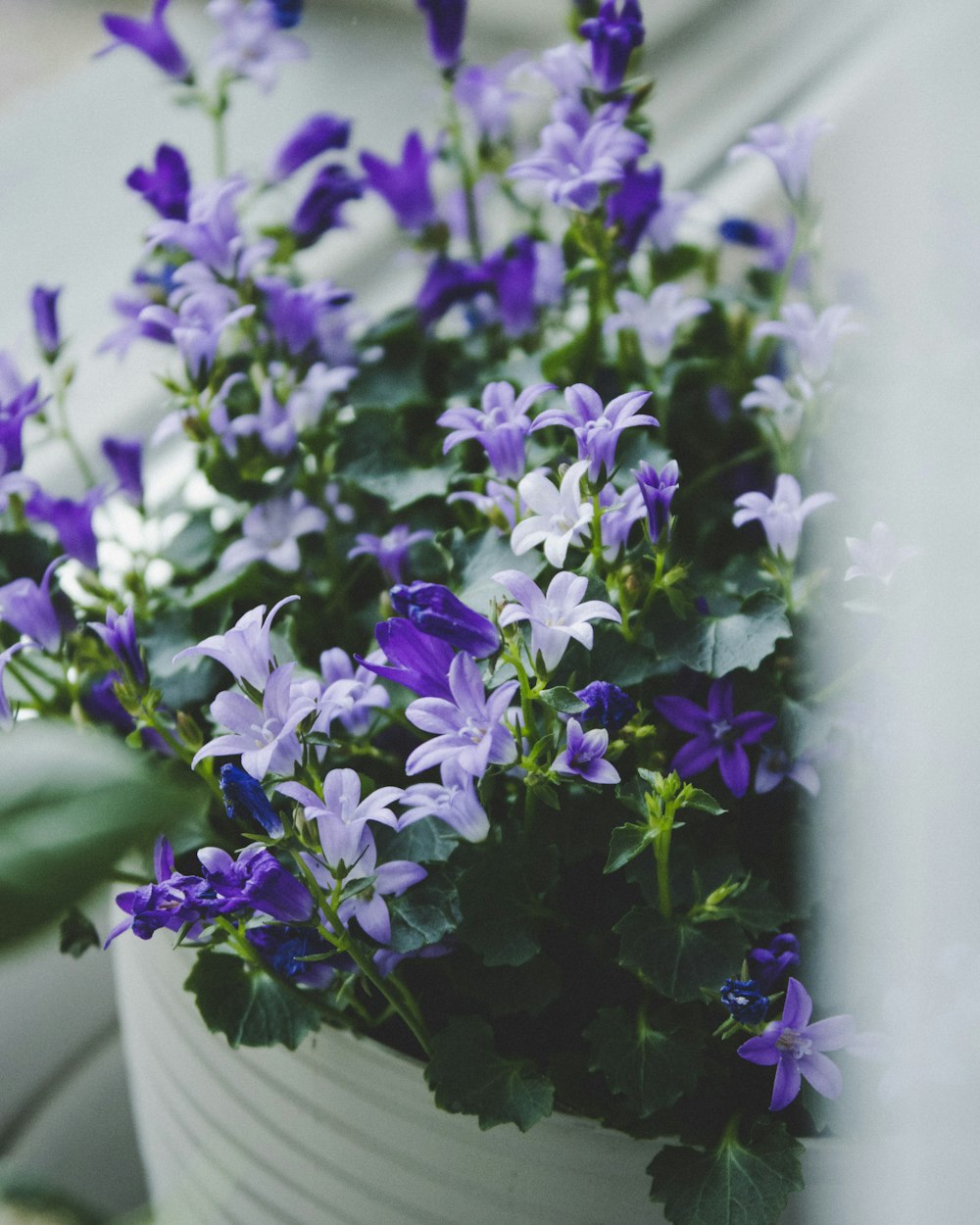 a bouquet of flowers