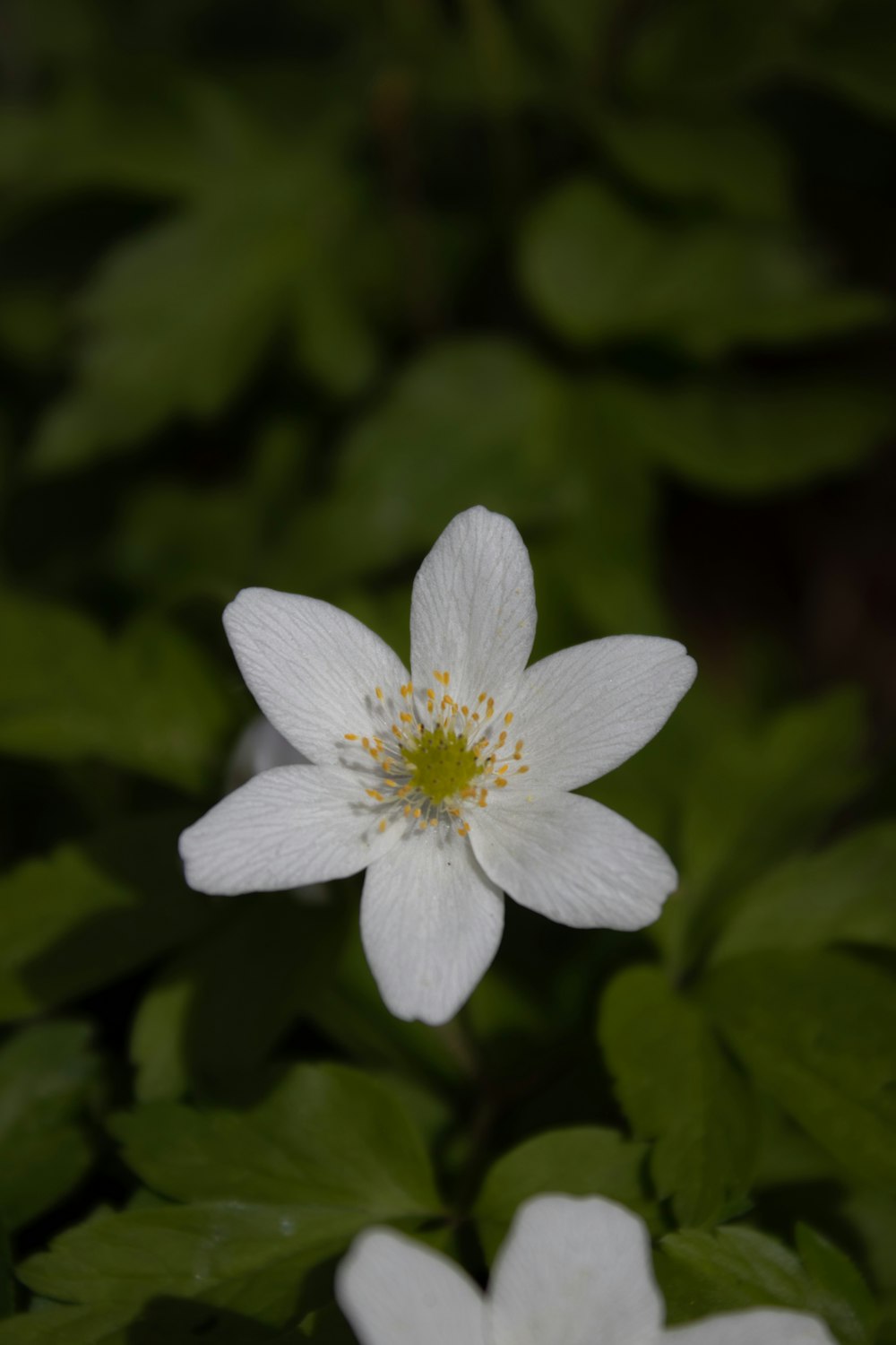 a white flower with green leaves