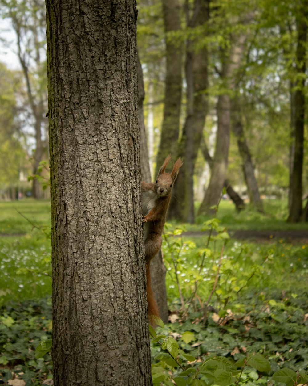 a deer in a tree