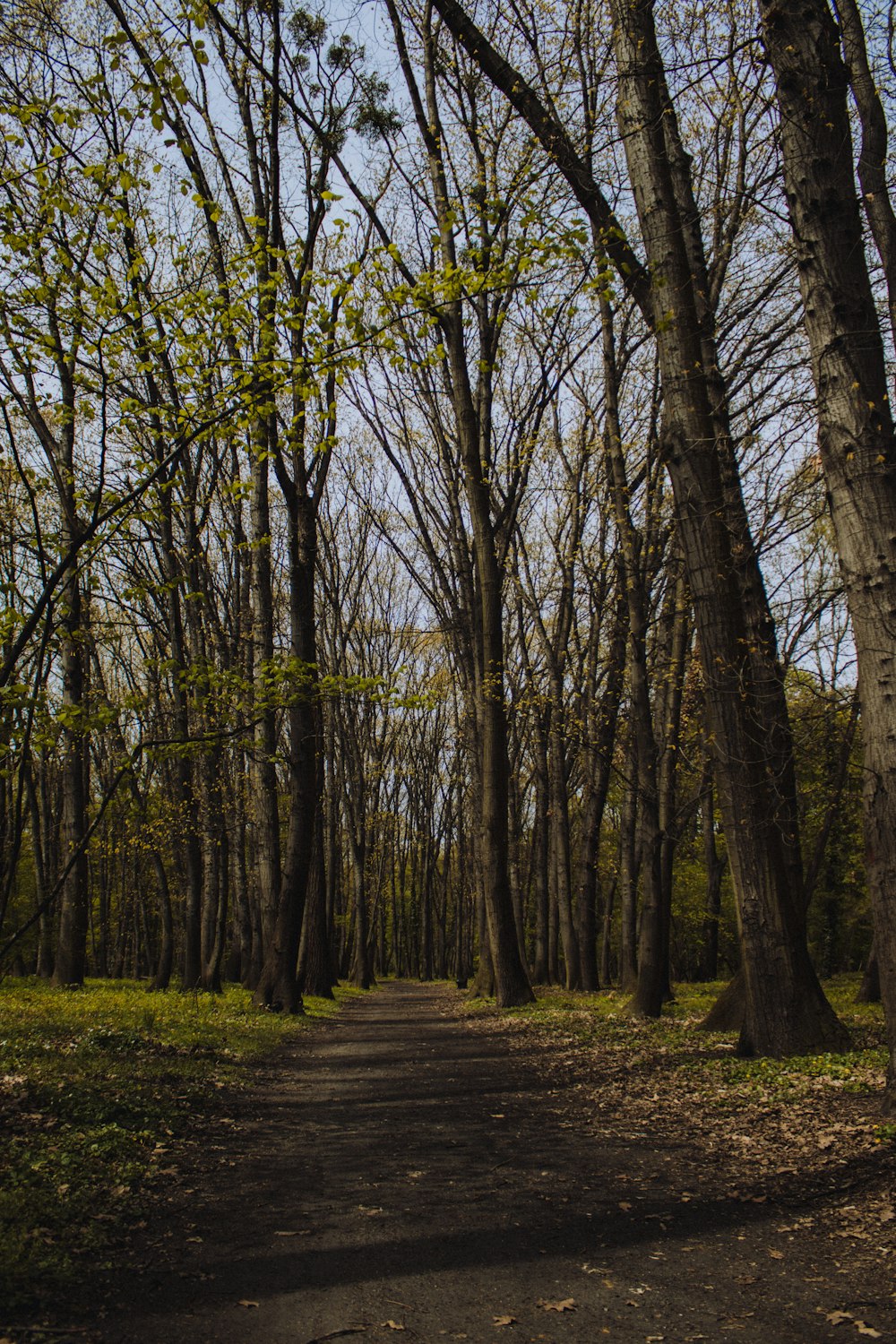 a dirt road in a forest