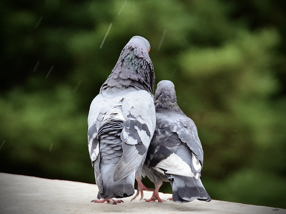 a group of pigeons