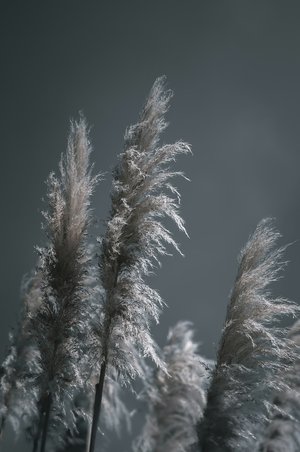 a group of trees with snow