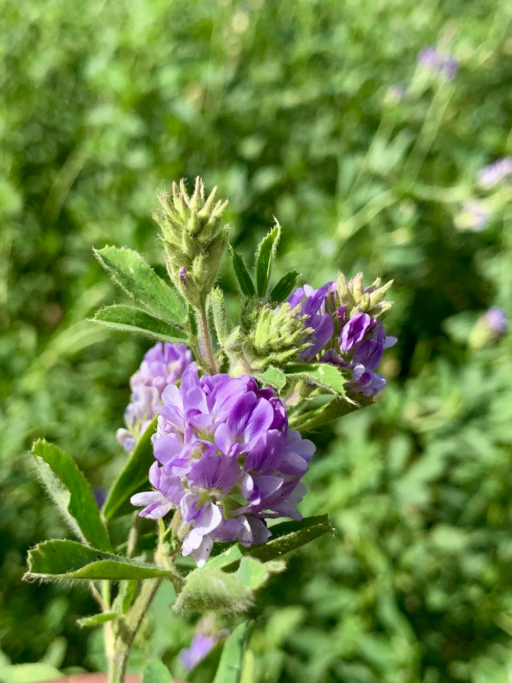 a close up of a purple flower