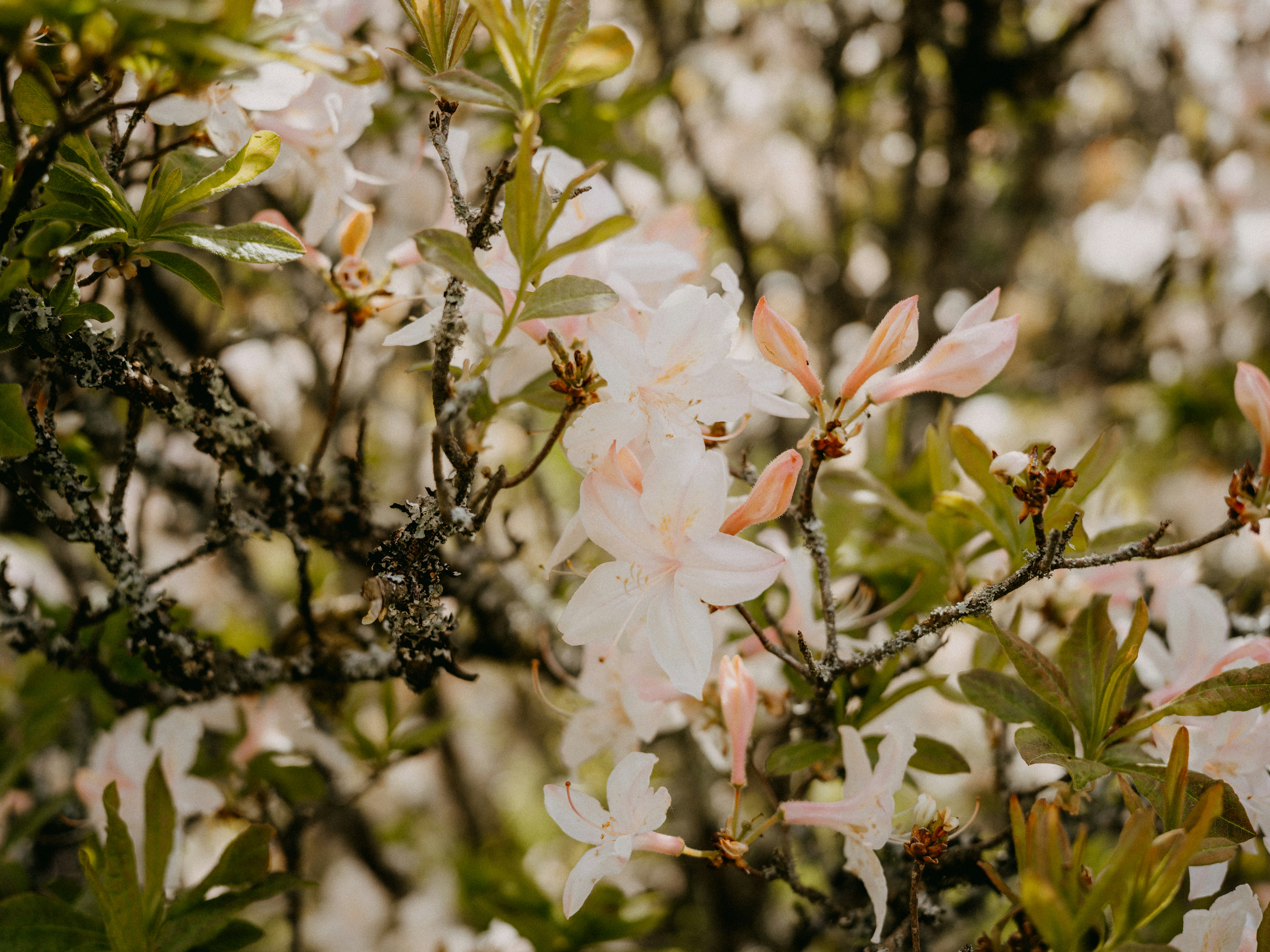 Photo by anniespratt