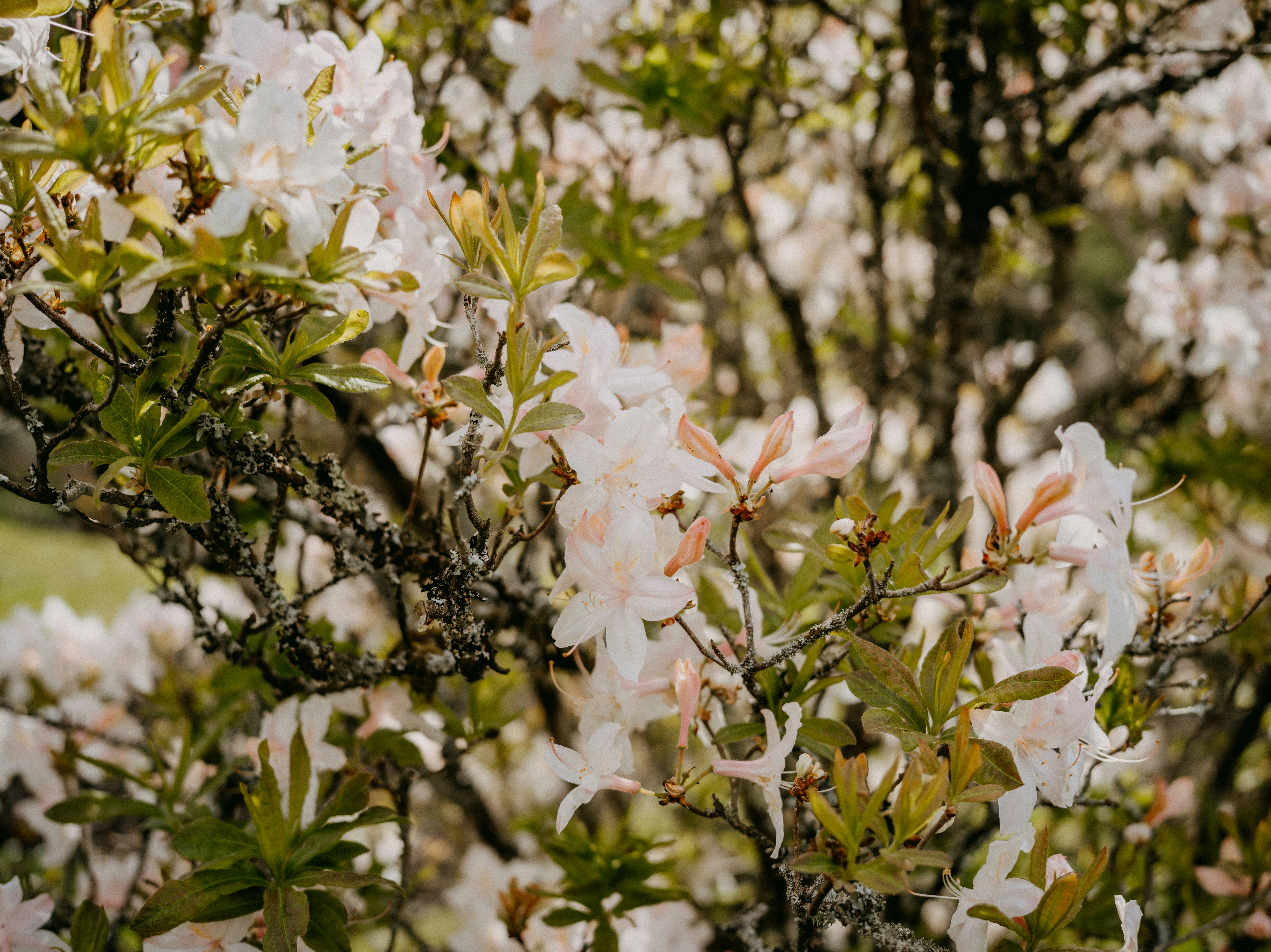 Photo by anniespratt