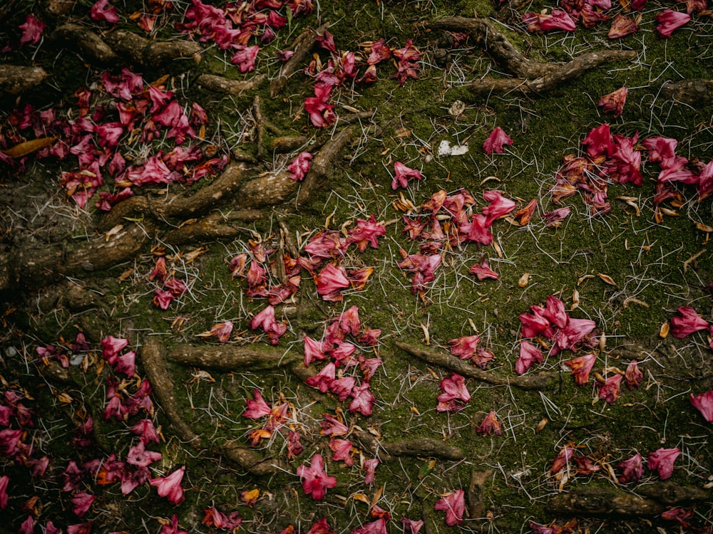 a bush with pink flowers