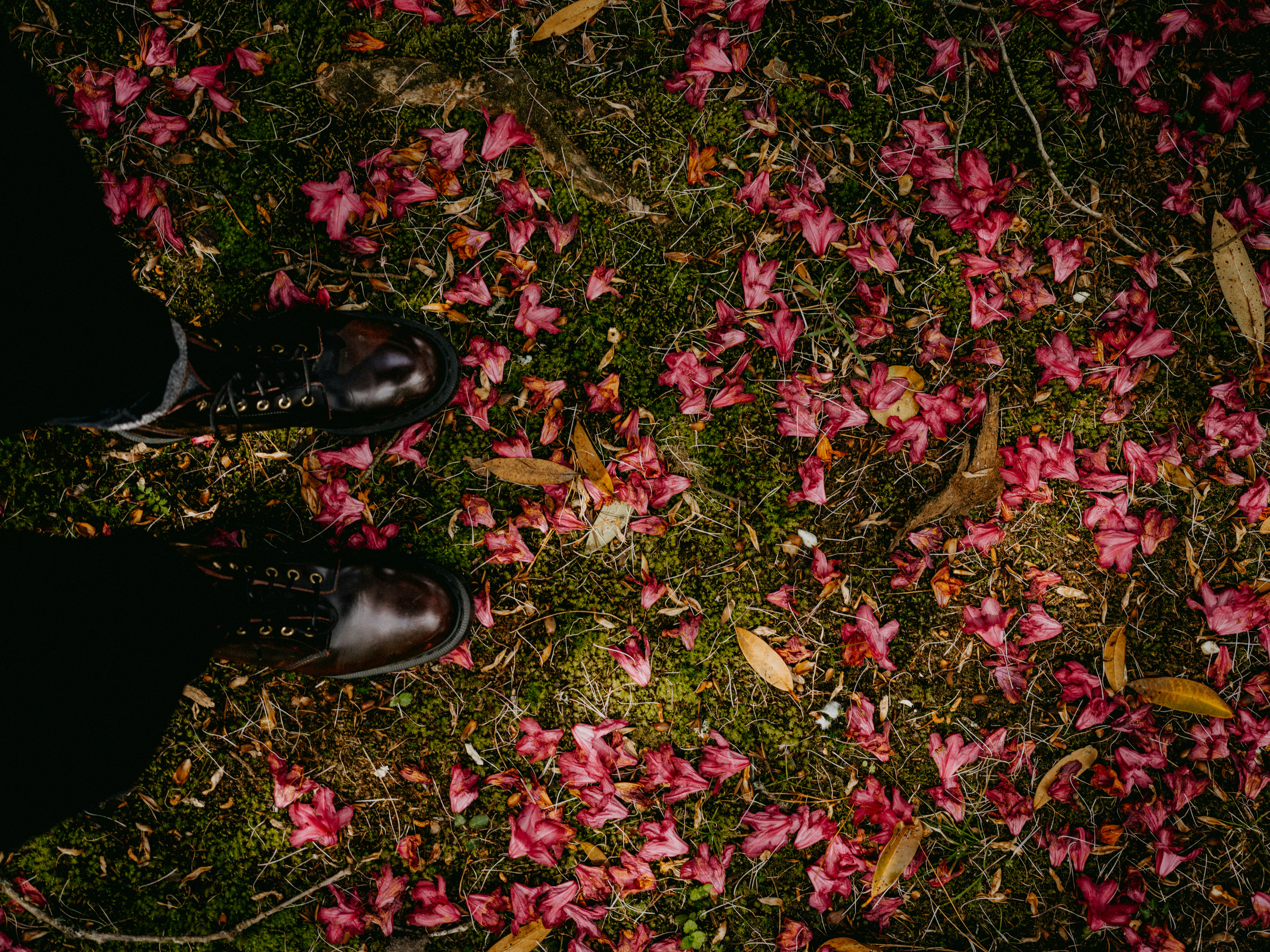 I piedi di una donna in un mucchio di fiori rosa