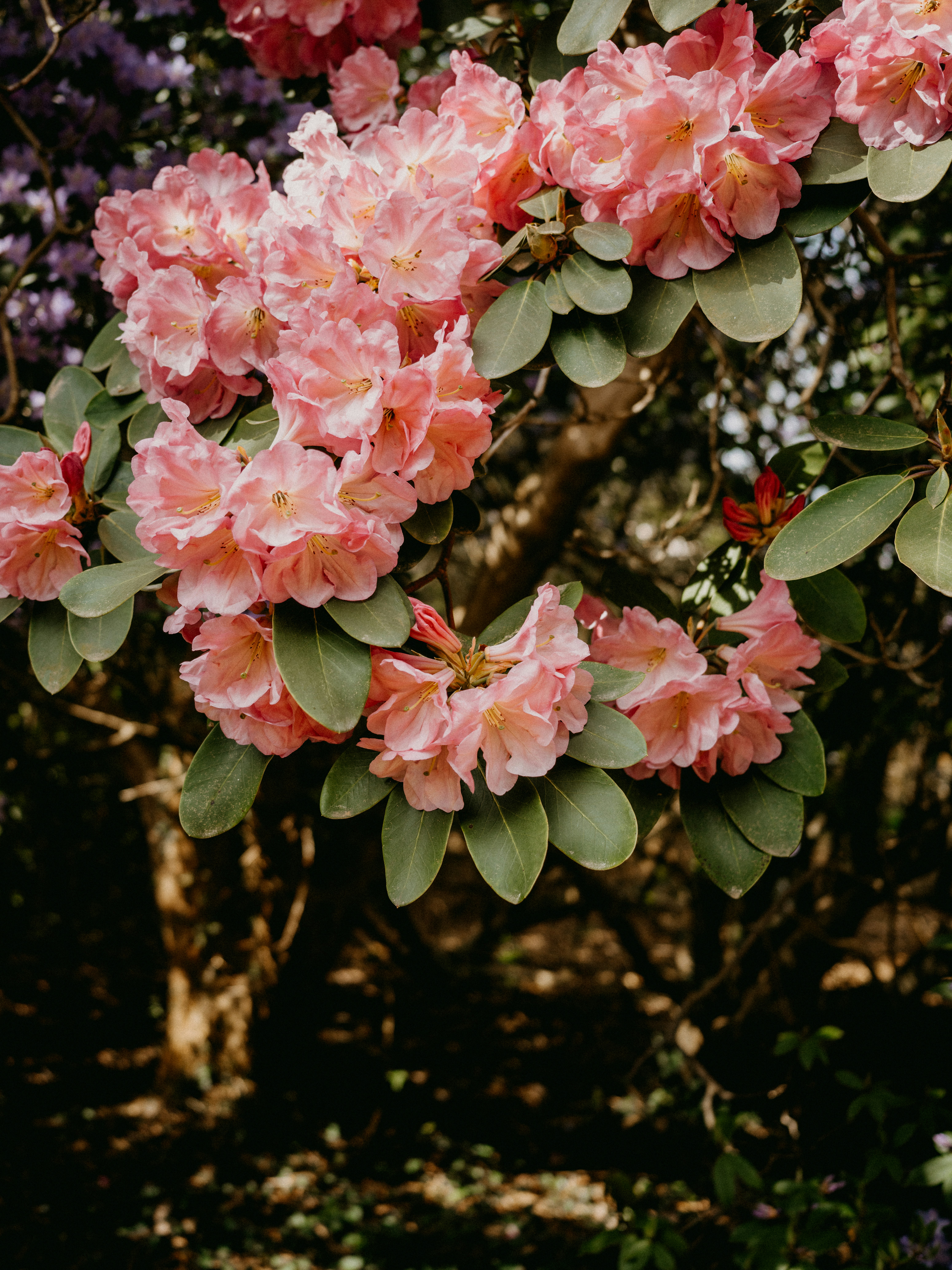 Photo by anniespratt