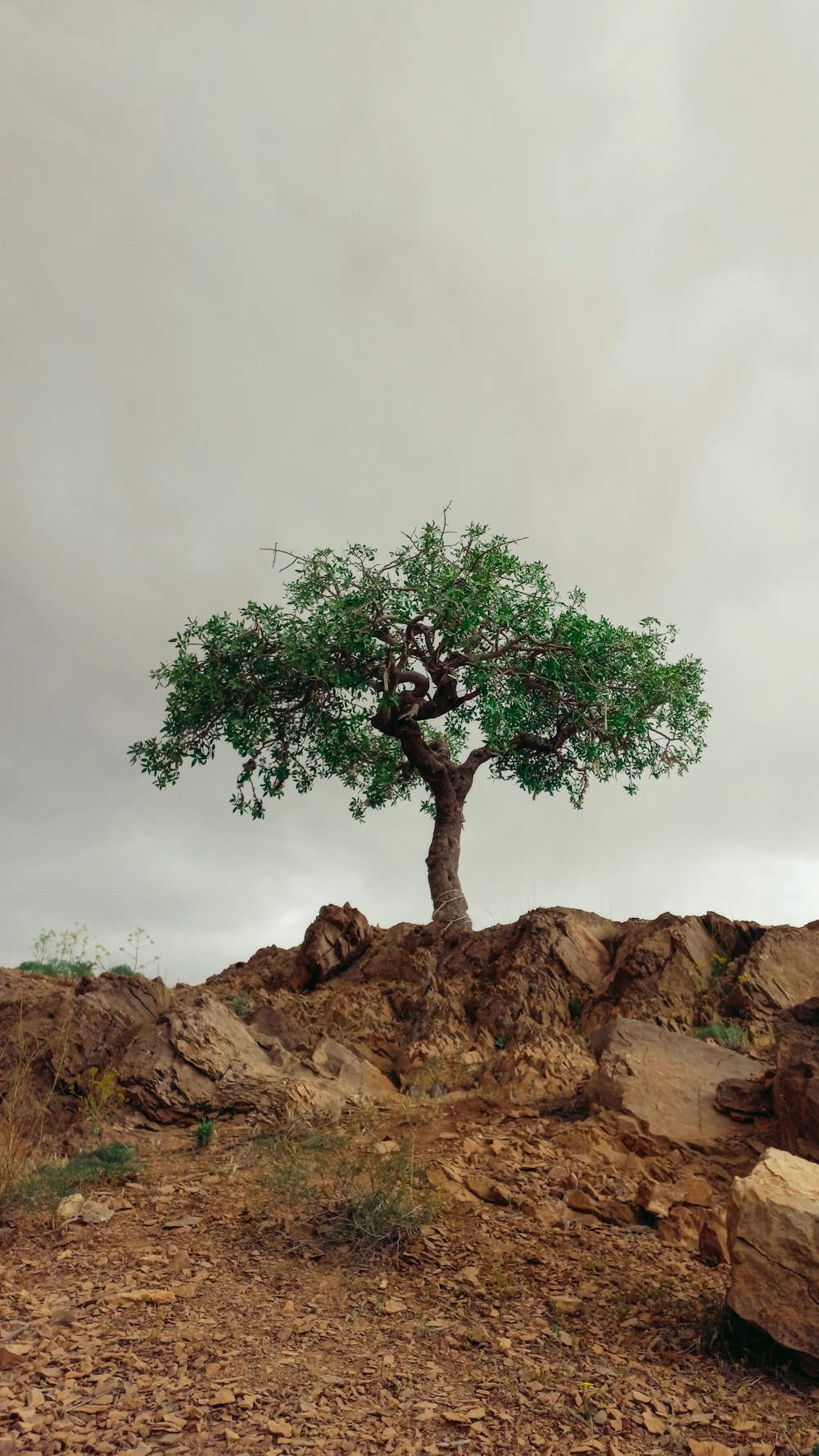 a tree on a rocky hill