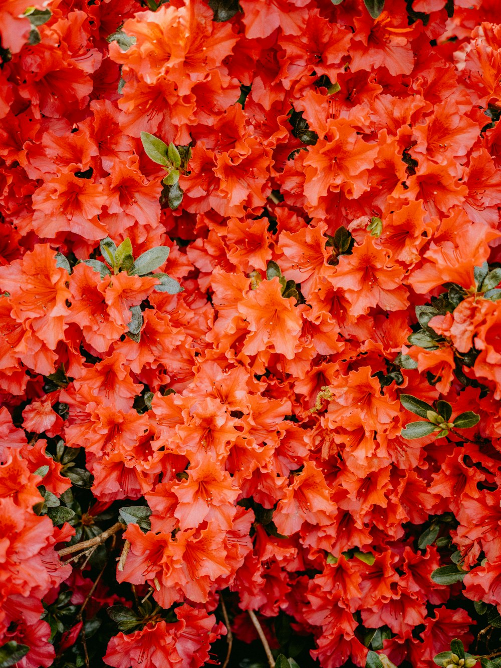 a close up of a flower