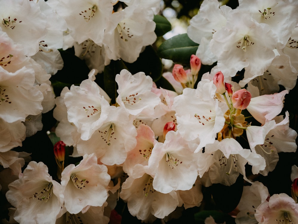 a group of white flowers