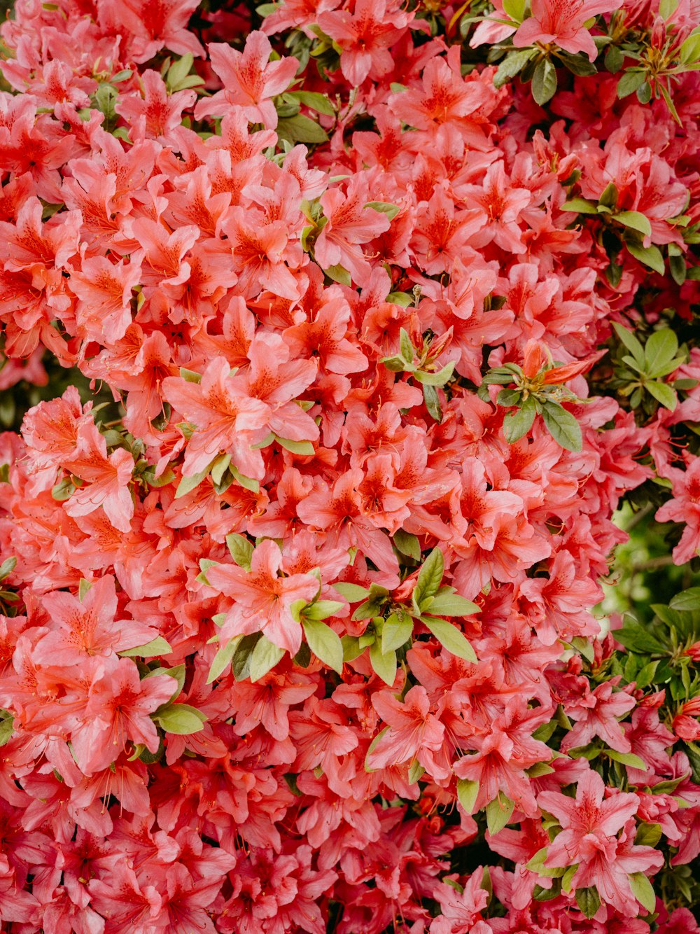 a group of pink flowers