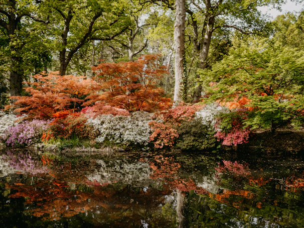 A vibrant outdoor landscape featuring lush trees and a serene lake.