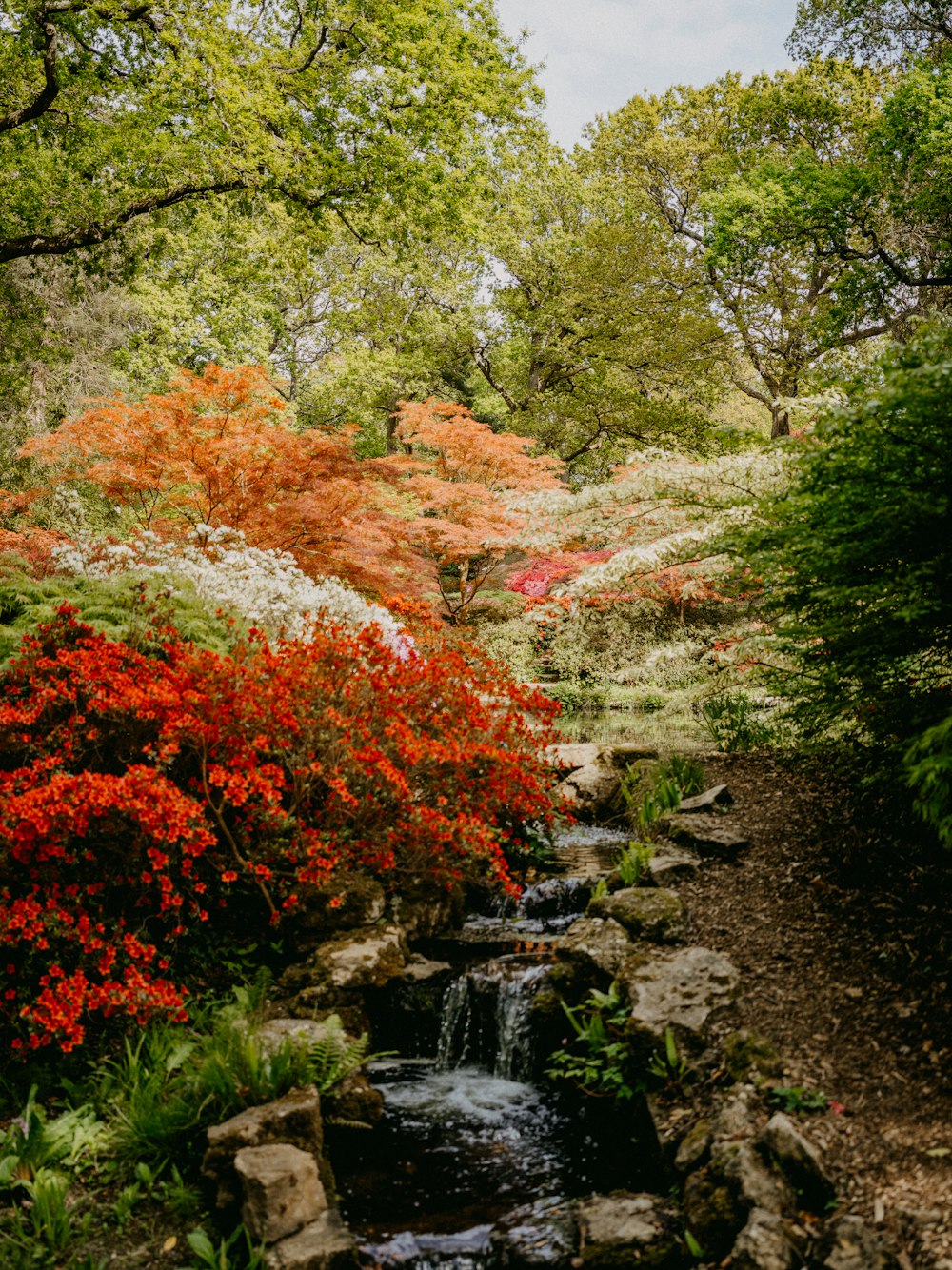 a group of bushes and trees