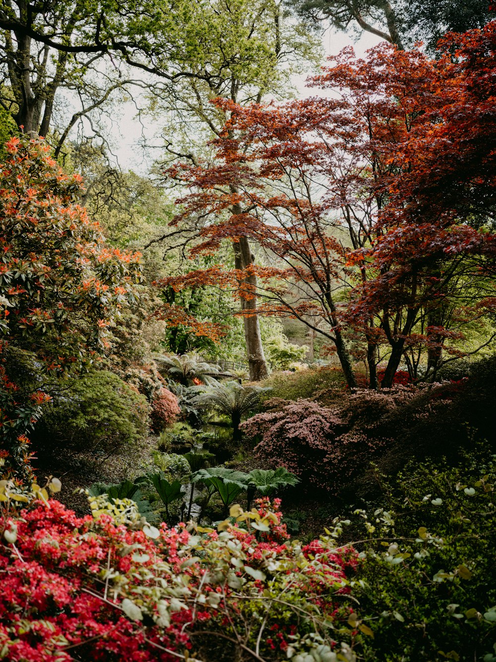 a close up of a flower garden