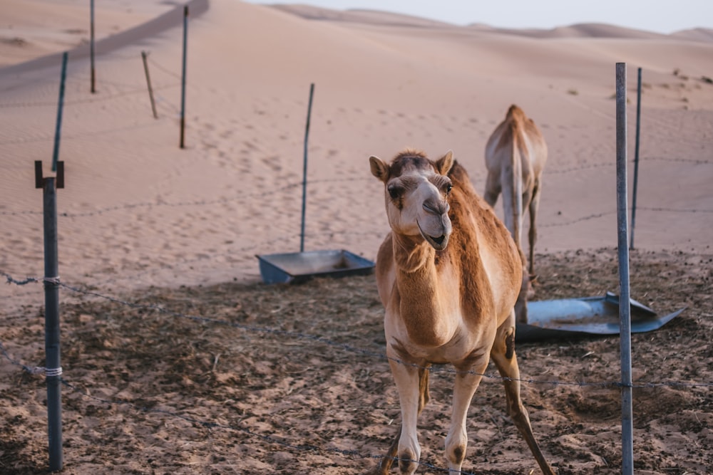 Un camello parado en un desierto