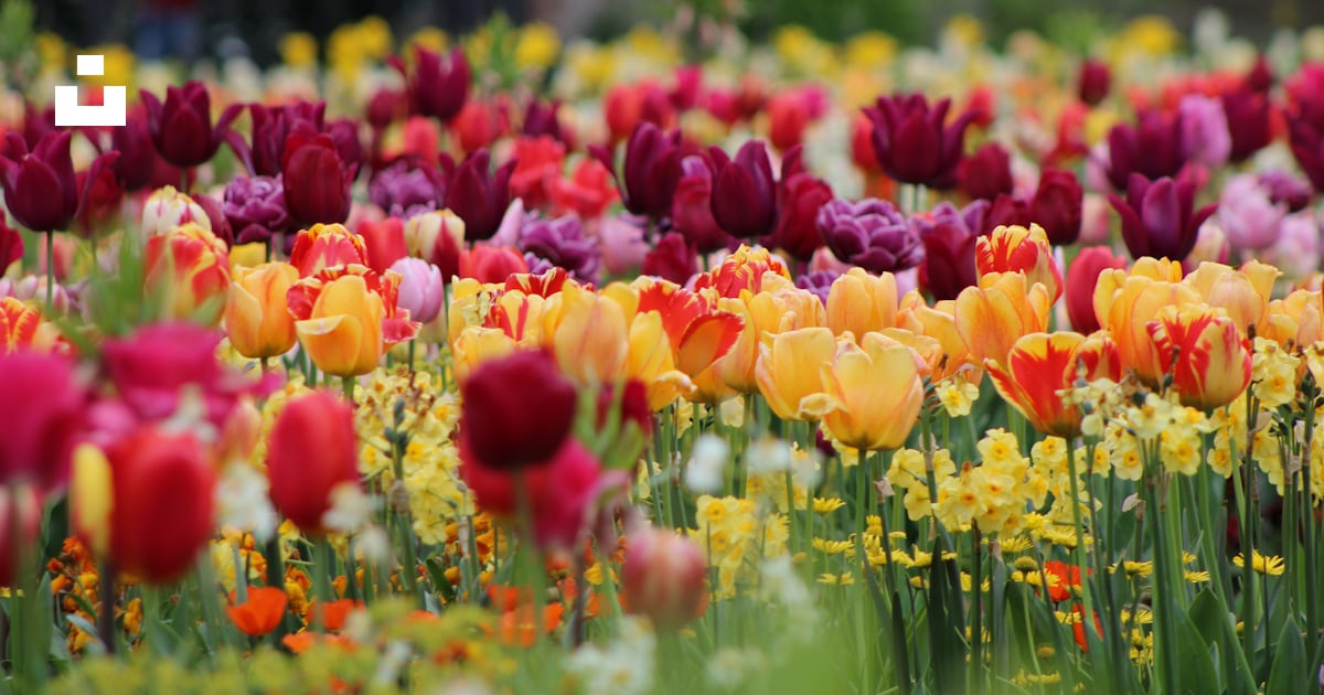 Un champ de fleurs colorées photo Photo Duitsland Gratuite sur Unsplash