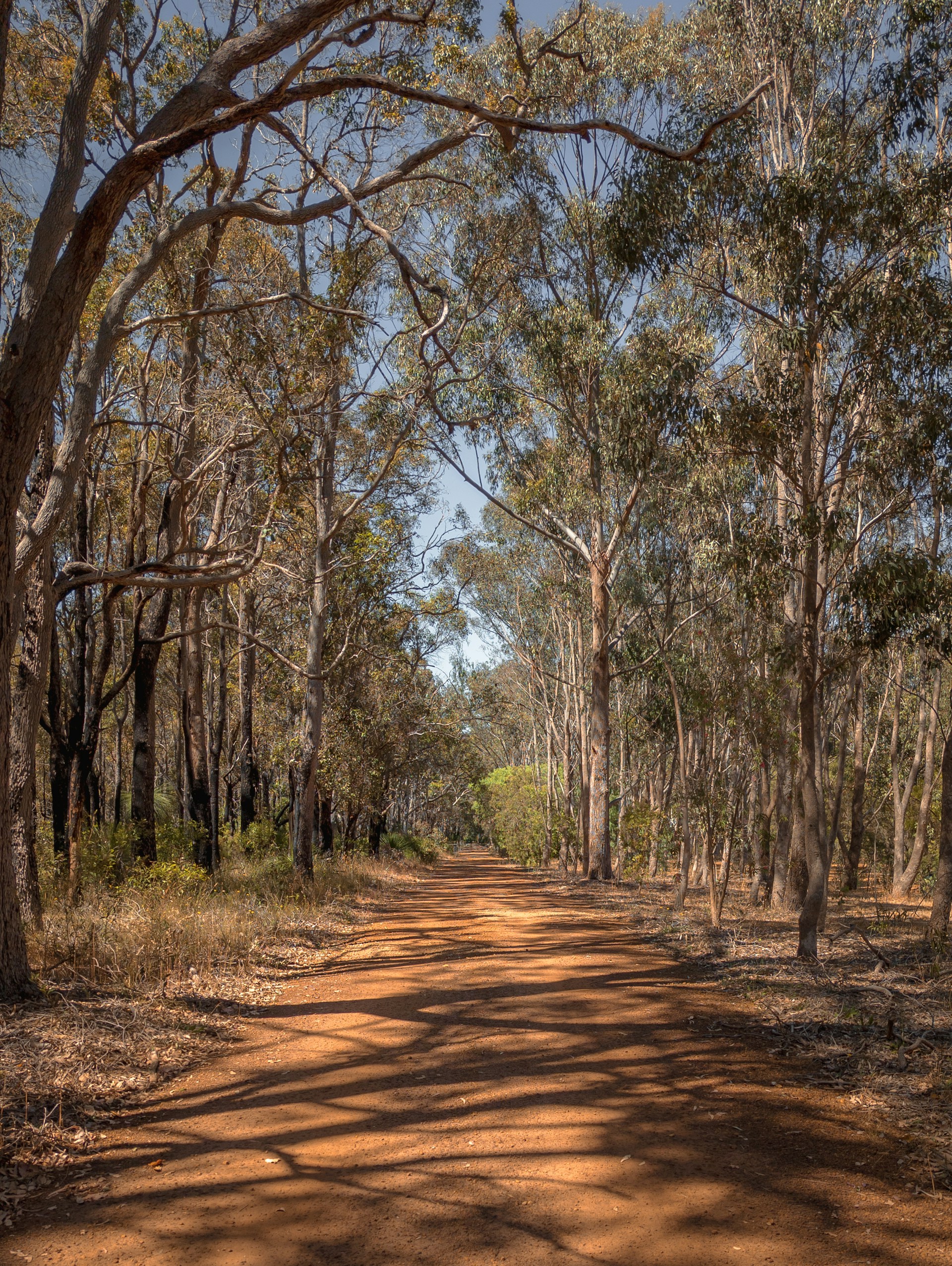 a dirt road in a forest