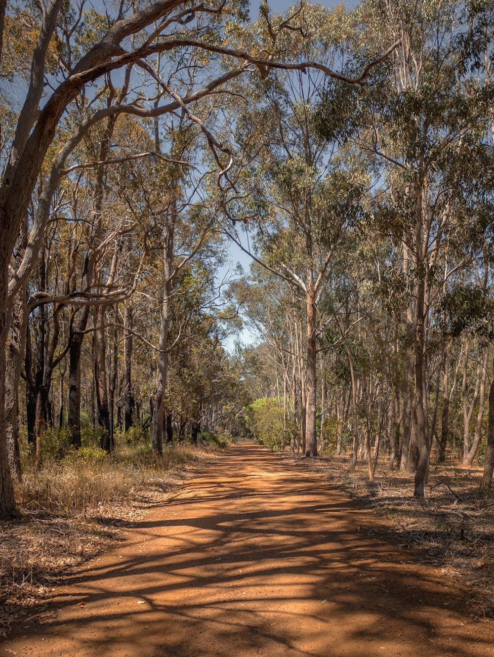 a dirt road in a forest