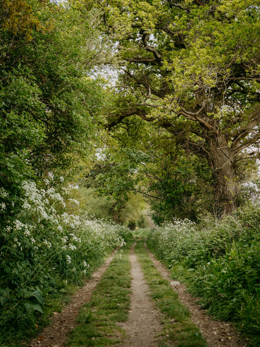 a dirt path through a forest