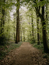 A serene green forest pathway symbolizing nature conservation and connection