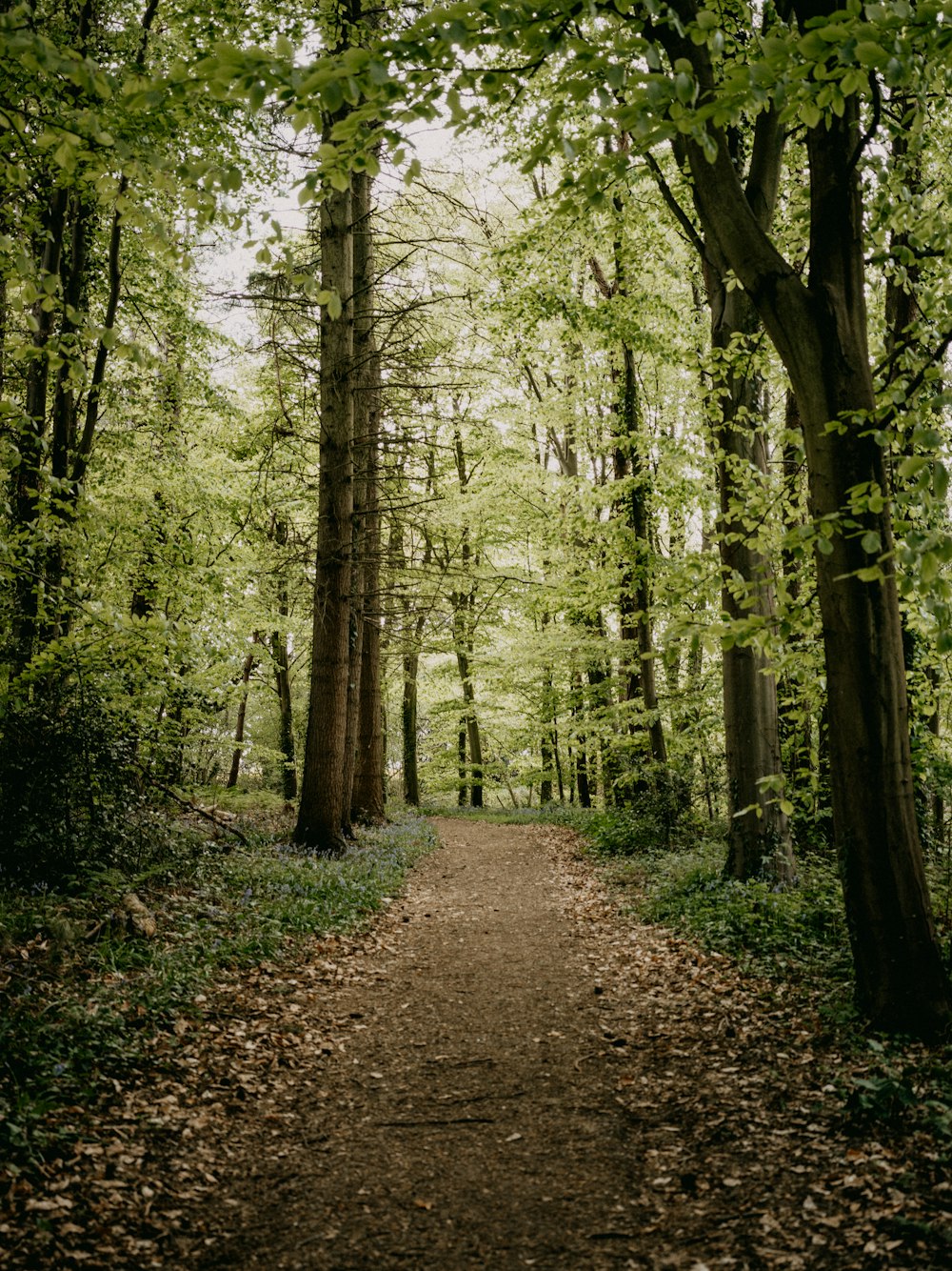 a tree on a dirt path in a forest