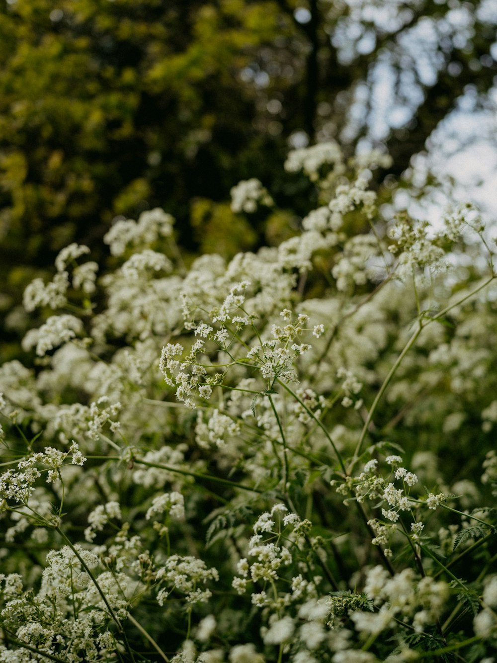 a close up of a bush with white flowers