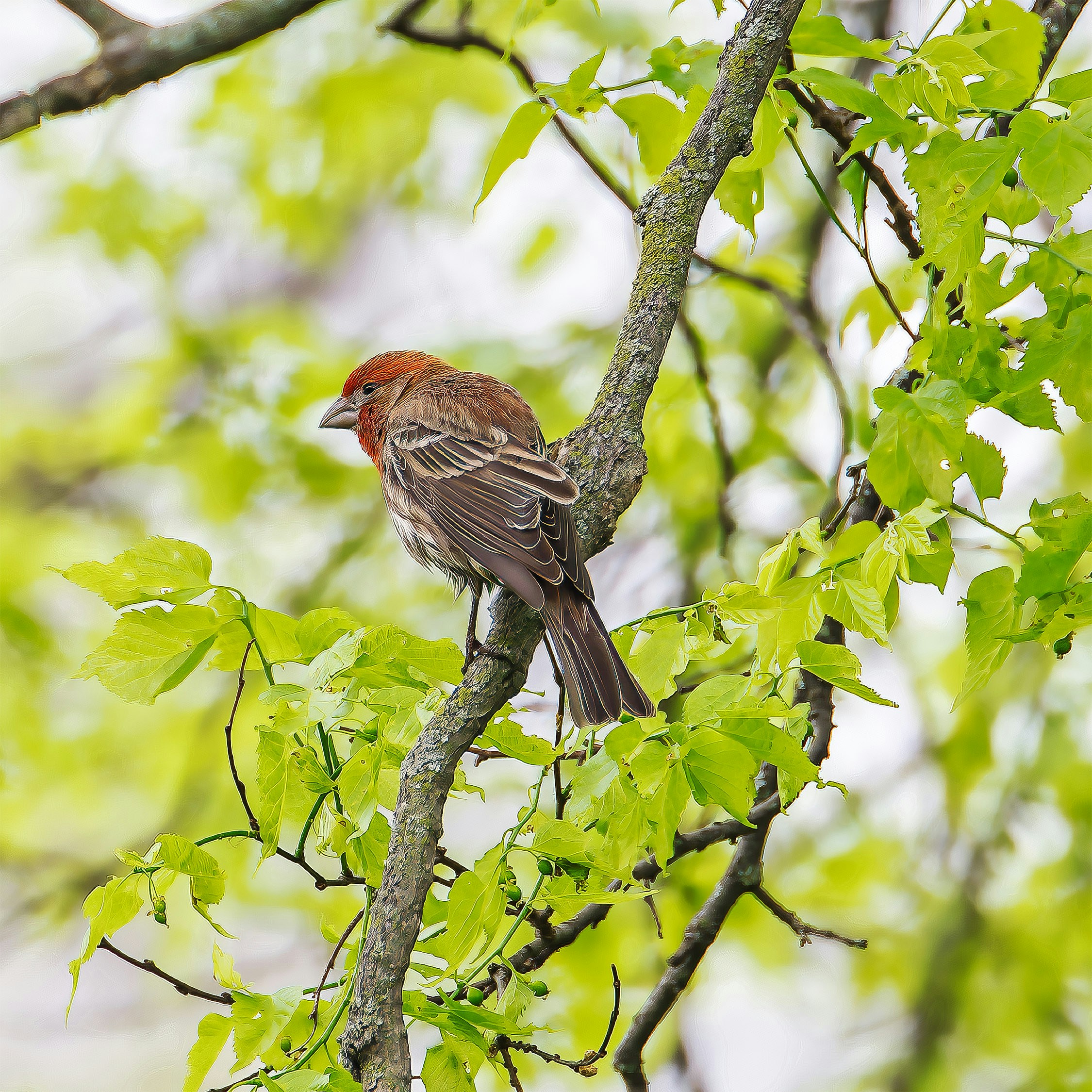 Un pájaro posado en una rama