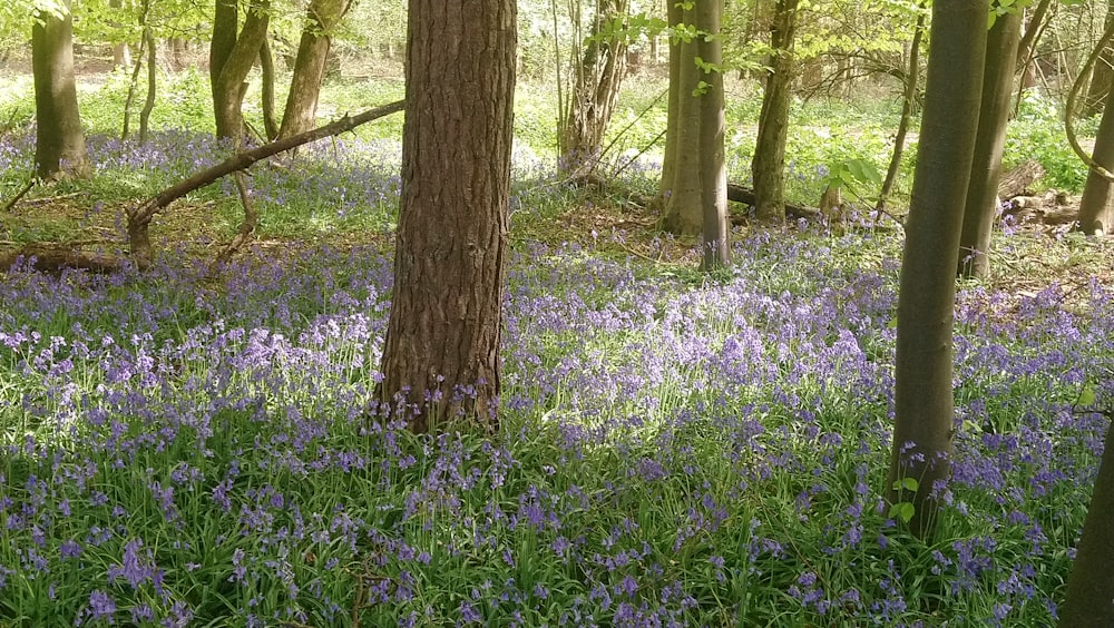 a field of flowers and trees