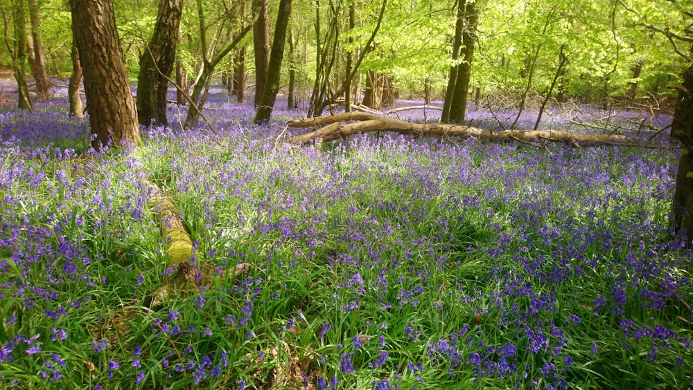 a field of flowers with trees in the background