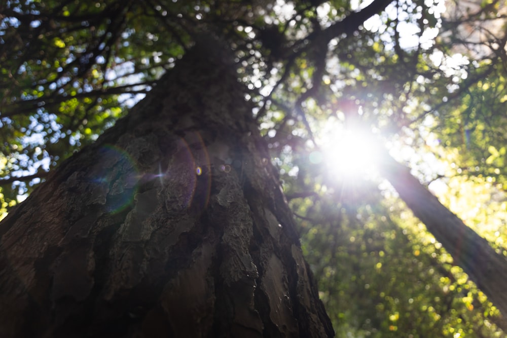 a close up of a tree