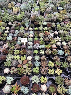 A large assortment of various succulent plants displayed in rows of small pots. The plants come in diverse shapes, sizes, and colors, ranging from pale greens to deep reds. Each pot appears to be neatly arranged, creating a vibrant and dense visual of plant life. A small handwritten sign indicates a price for the succulents.