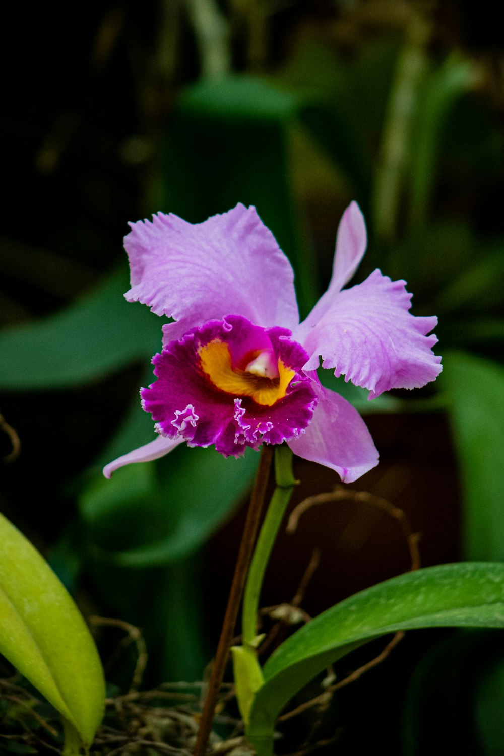 Un primer plano de una flor