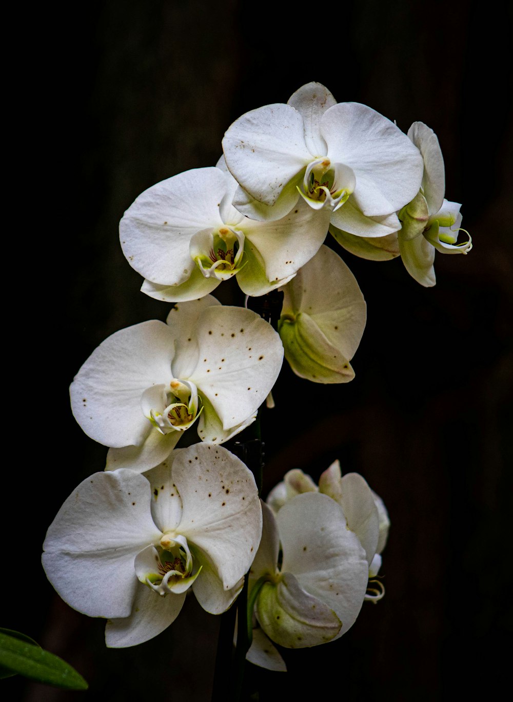 a close-up of white flowers
