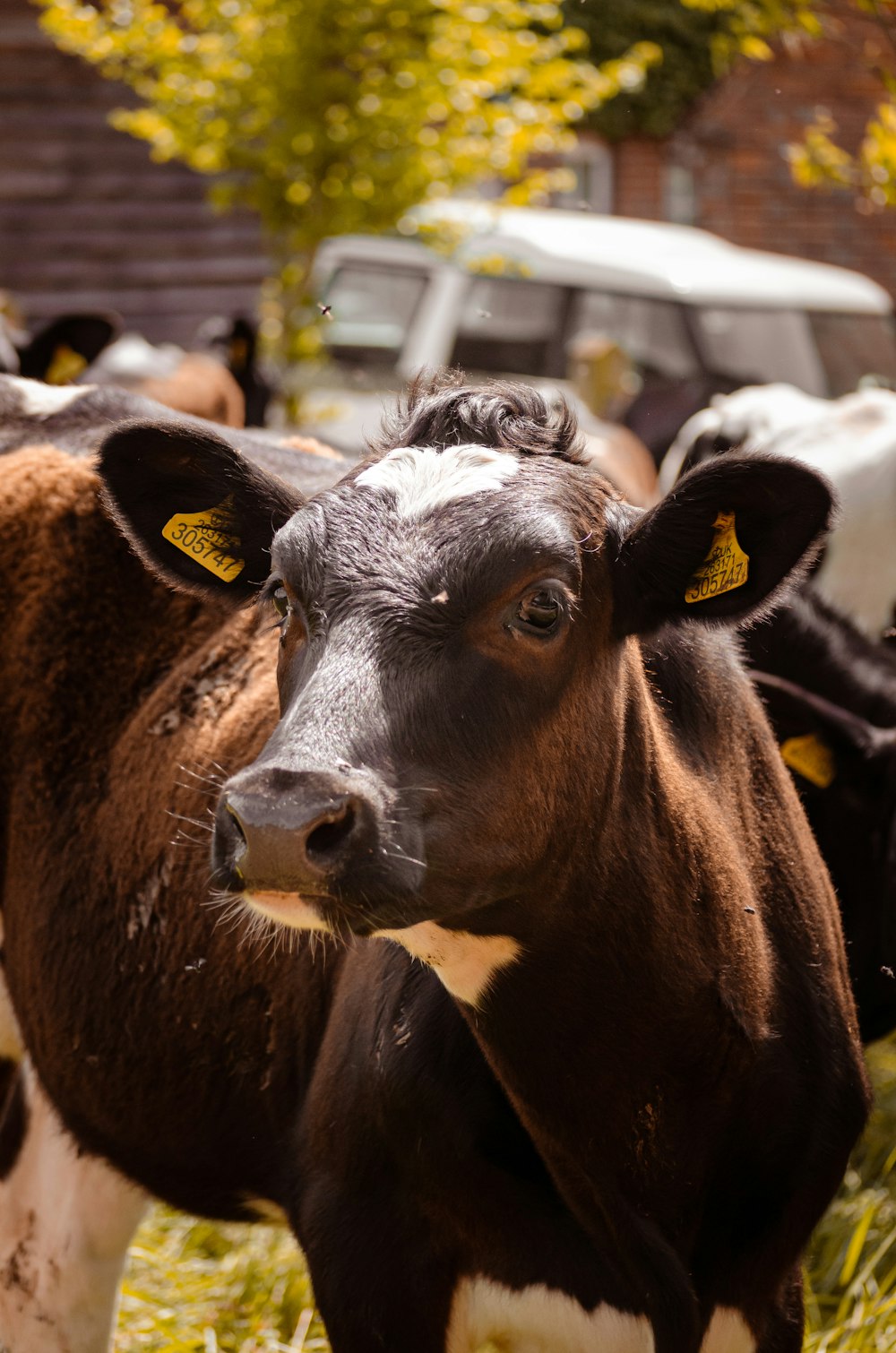 a group of cows stand in a field