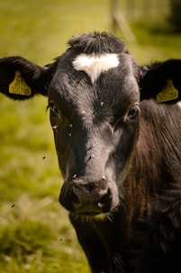 A close-up image of a black cow with a distinctive white marking on its forehead, standing in a grassy field. The cow has yellow ear tags with numbers, and several small flies are visible around its face. The background is blurred, highlighting the cow's features.