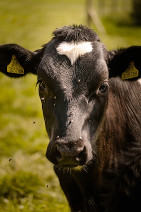 A close-up image of a black cow with a distinctive white marking on its forehead, standing in a grassy field. The cow has yellow ear tags with numbers, and several small flies are visible around its face. The background is blurred, highlighting the cow's features.