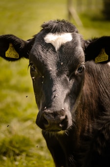 A close-up image of a black cow with a distinctive white marking on its forehead, standing in a grassy field. The cow has yellow ear tags with numbers, and several small flies are visible around its face. The background is blurred, highlighting the cow's features.