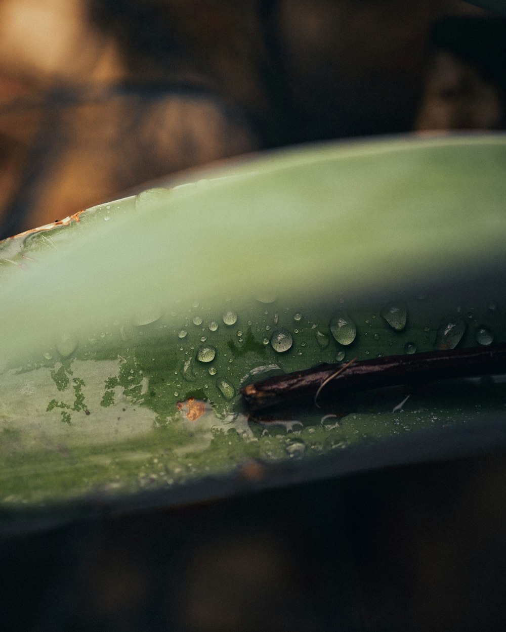 a close up of a leaf