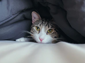 Close-up of a cat’s curious eyes peeking from behind a warm-toned blanket