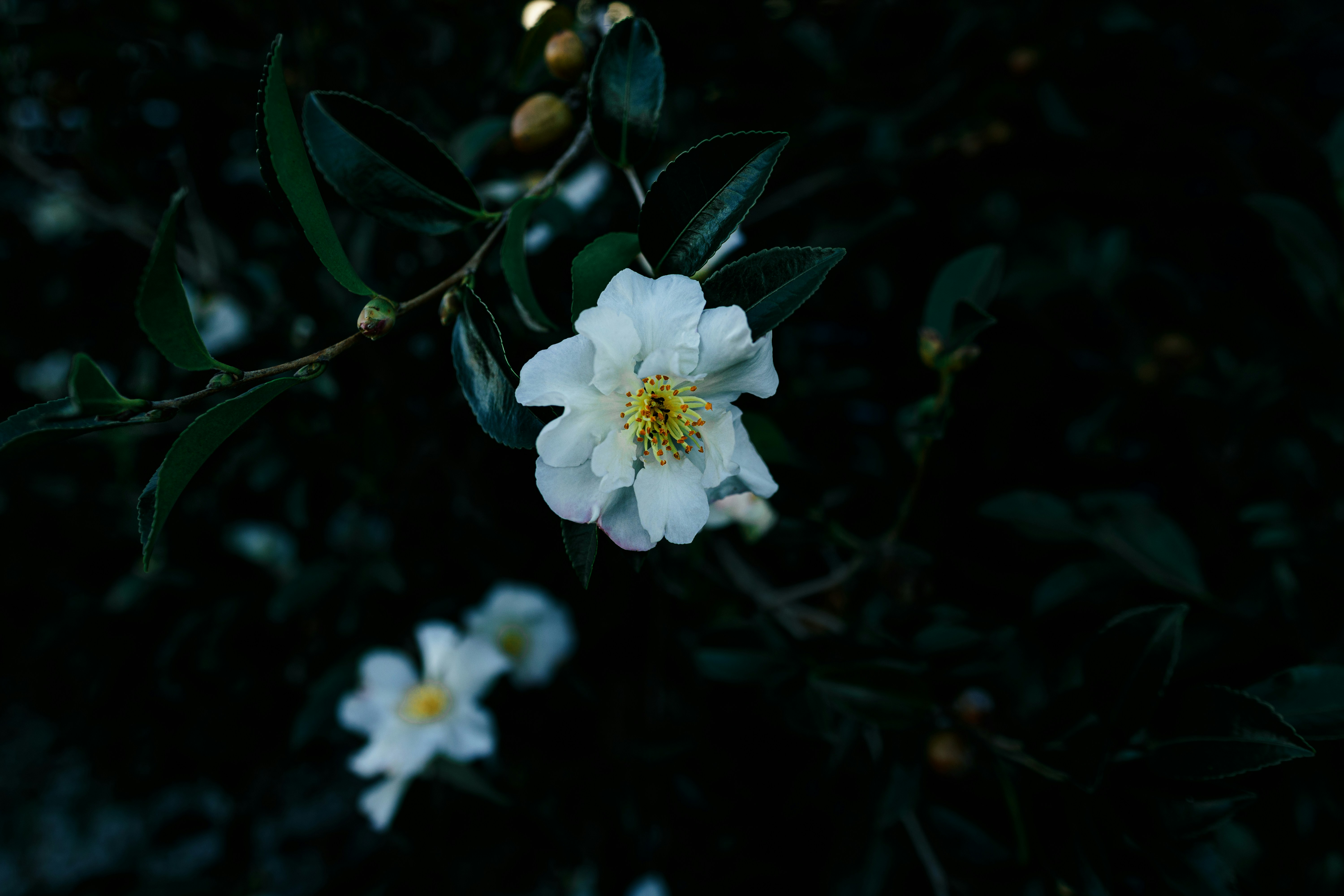 Photo by sirmisbehave