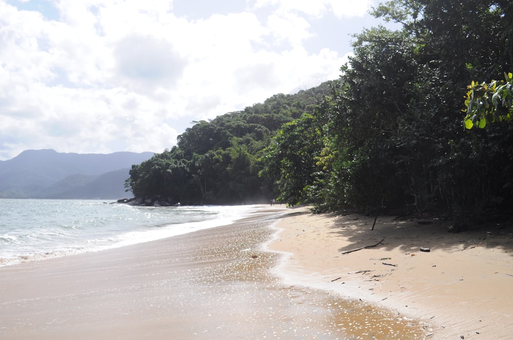 a beach with trees and water