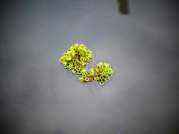 a plant with green leaves