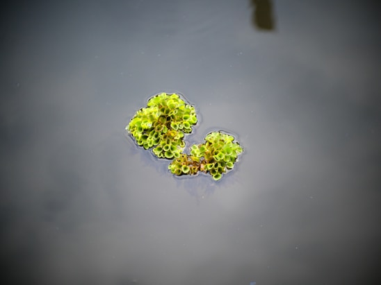 a plant with green leaves