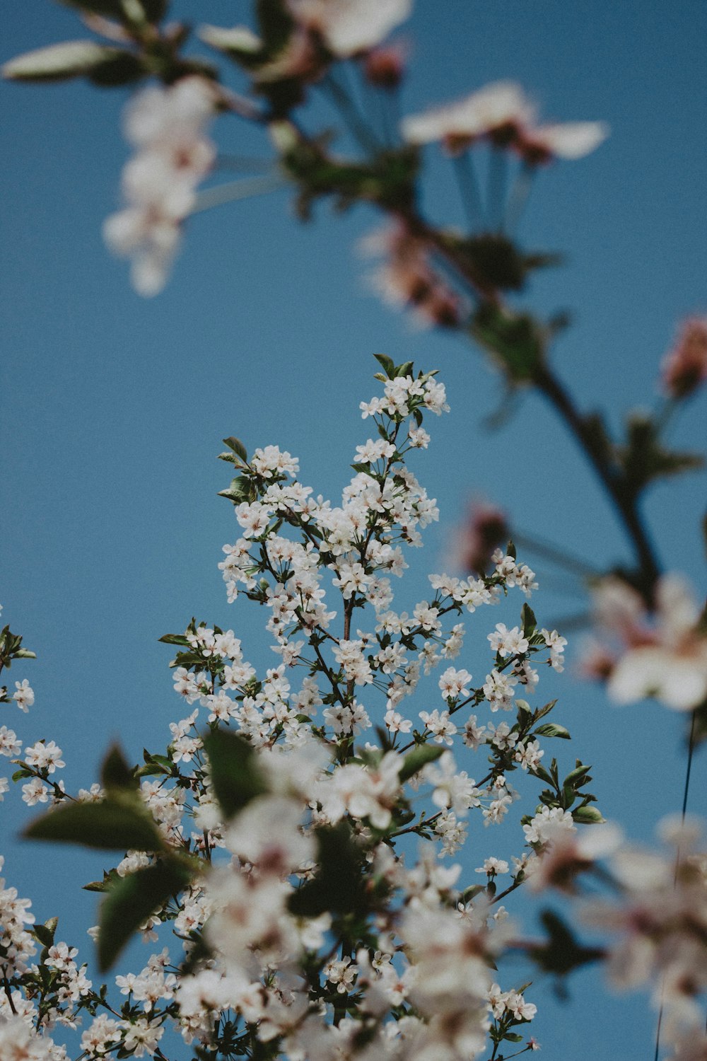 Eine Nahaufnahme von Blumen