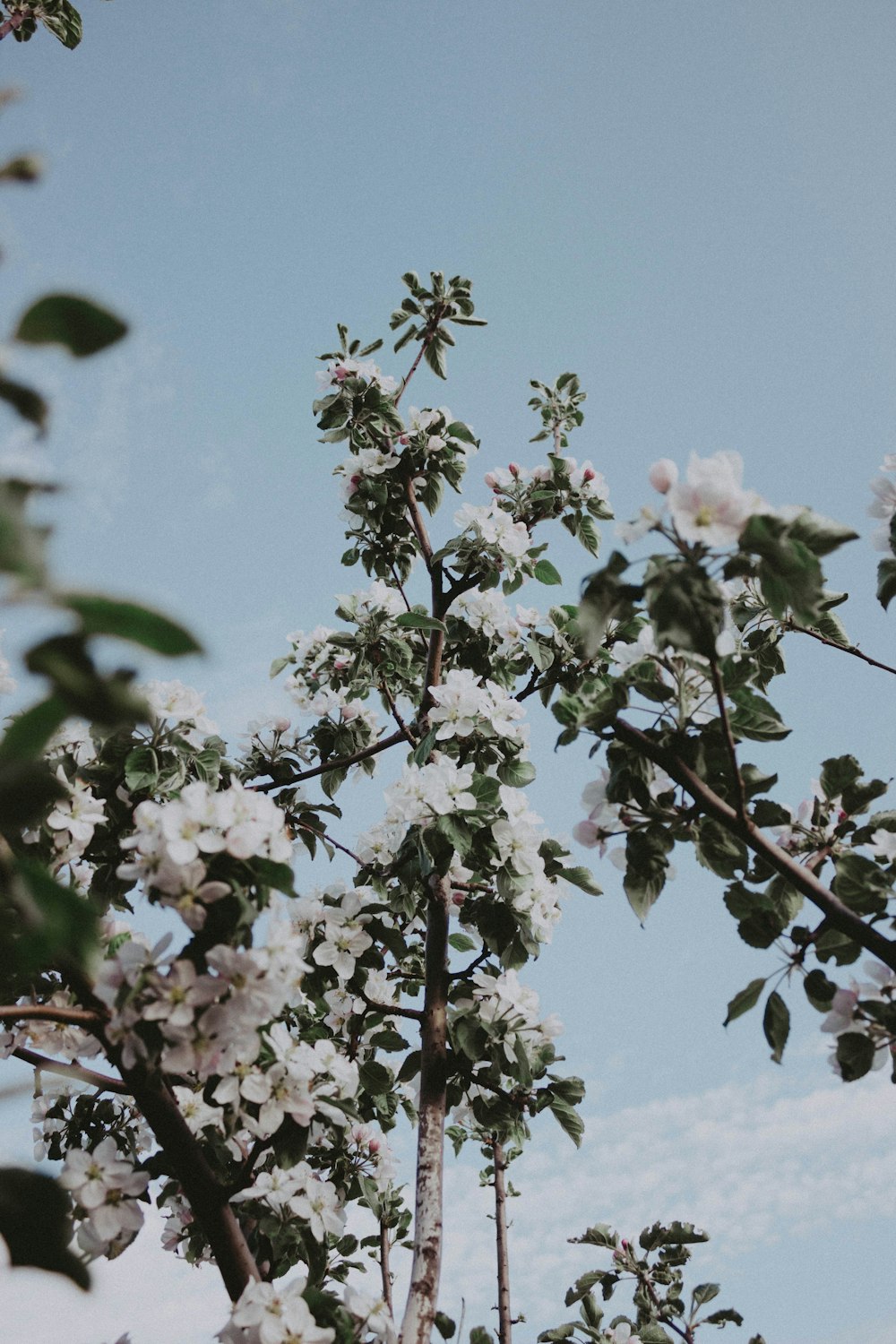 a tree with white flowers