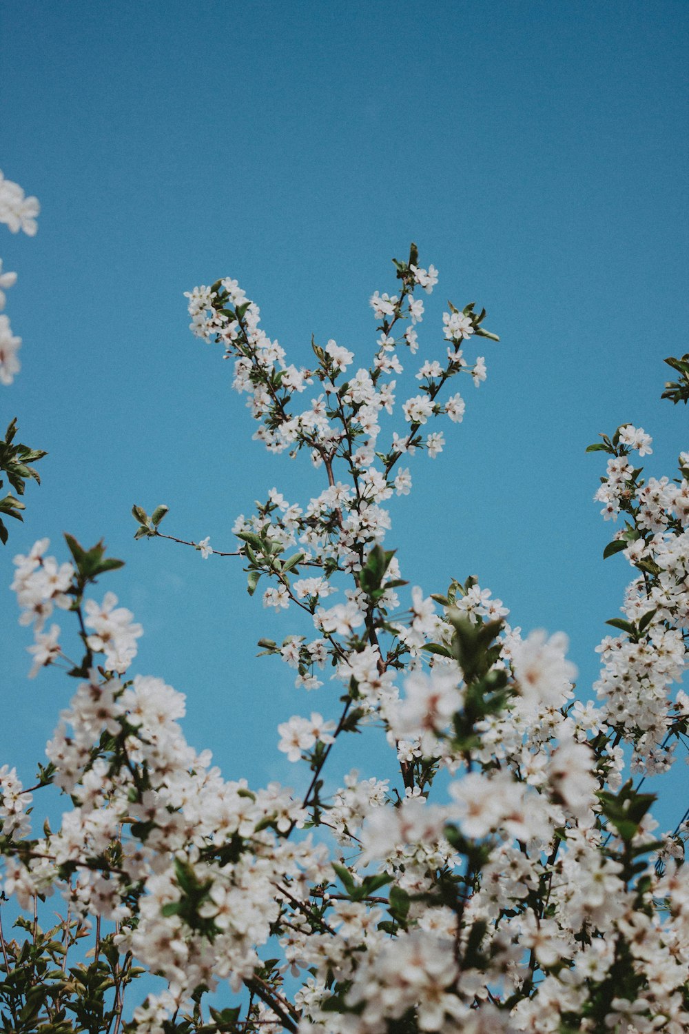 uma árvore com flores brancas