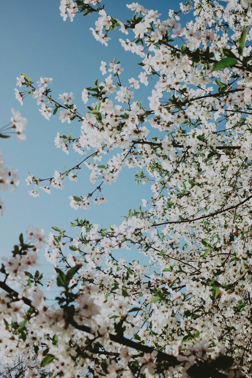 un albero con fiori bianchi