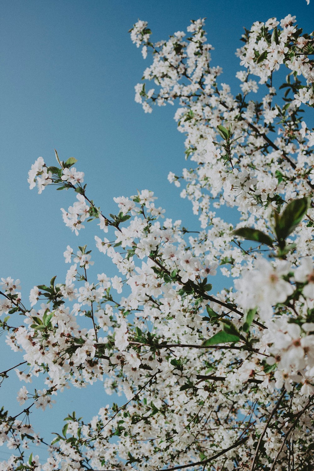 uma árvore com flores brancas