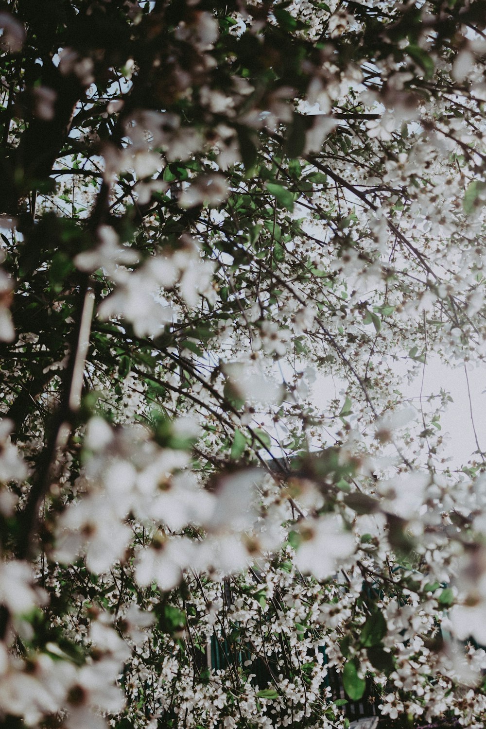 a close up of a tree